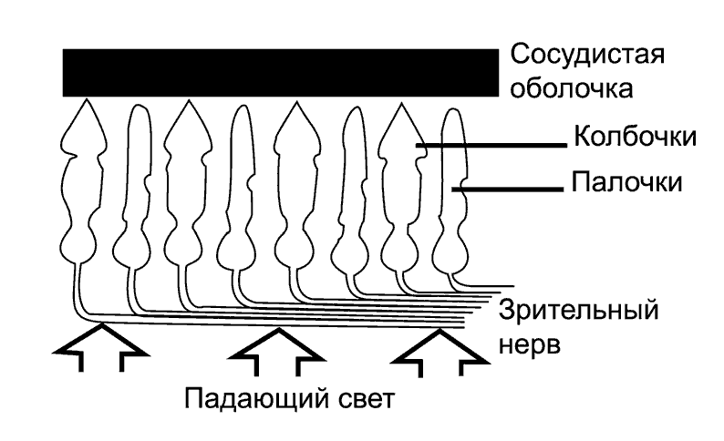 Сечение сетчатки глаза